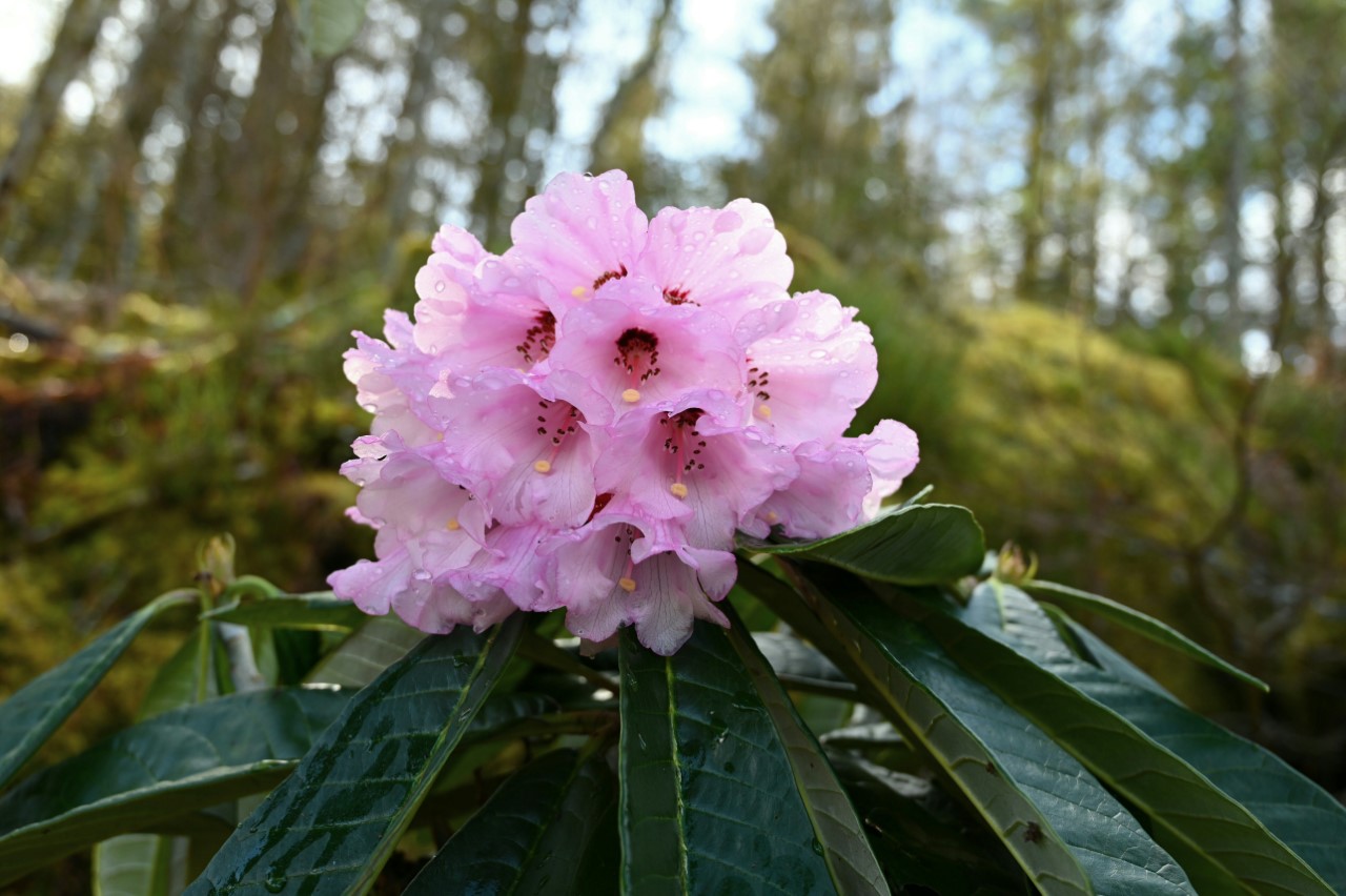 R. montroseanum